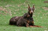 DOBERMANN 325